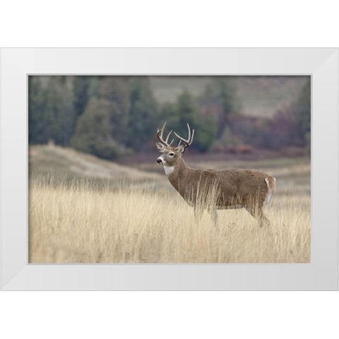 Montana Whitetail Buck III White Modern Wood Framed Art Print by McFerrin, Larry