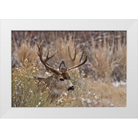Mule Deer Buck White Modern Wood Framed Art Print by McFerrin, Larry