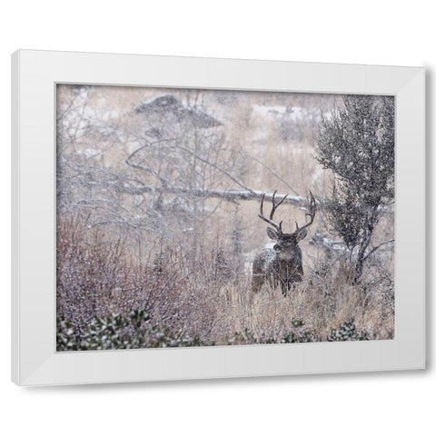 Mule Deer Buck - Steens Mountain White Modern Wood Framed Art Print by McFerrin, Larry