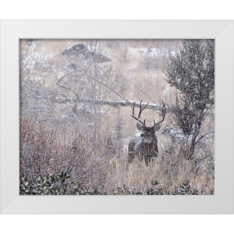 Mule Deer Buck - Steens Mountain White Modern Wood Framed Art Print by McFerrin, Larry
