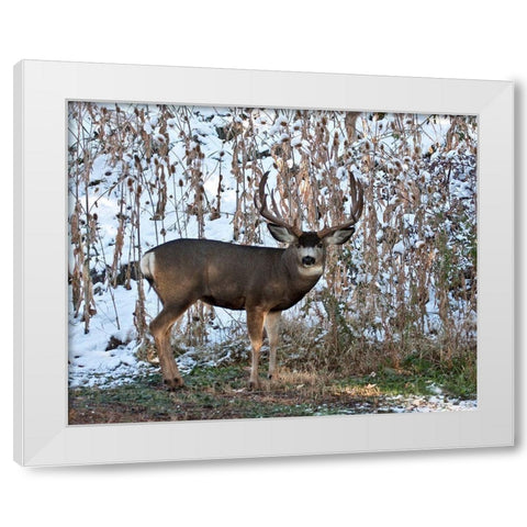 Mule Deer Buck White Modern Wood Framed Art Print by McFerrin, Larry