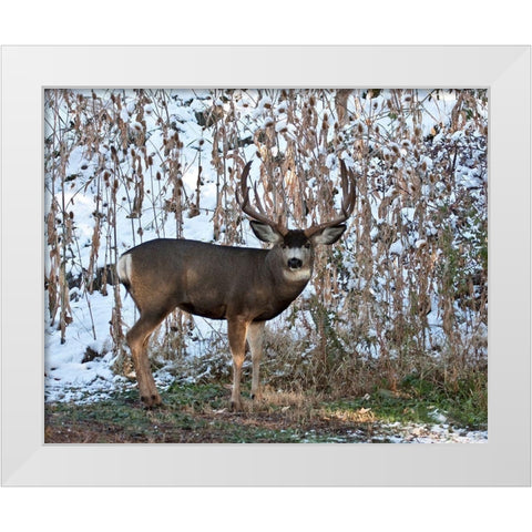 Mule Deer Buck White Modern Wood Framed Art Print by McFerrin, Larry