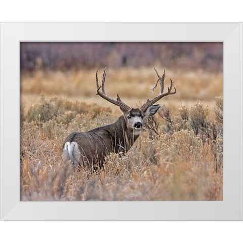 Mule Deer Buck II White Modern Wood Framed Art Print by McFerrin, Larry