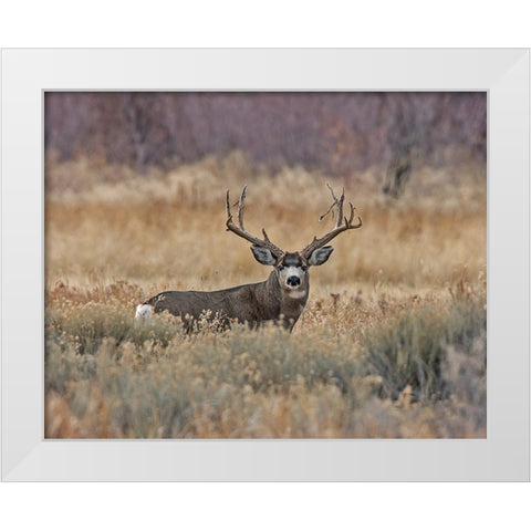 Mule Deer Buck III White Modern Wood Framed Art Print by McFerrin, Larry