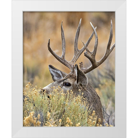 Mule Deer Buck IV White Modern Wood Framed Art Print by McFerrin, Larry