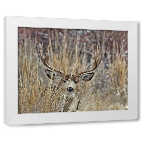 Muley - Malheur II White Modern Wood Framed Art Print by McFerrin, Larry