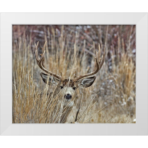 Muley - Malheur II White Modern Wood Framed Art Print by McFerrin, Larry