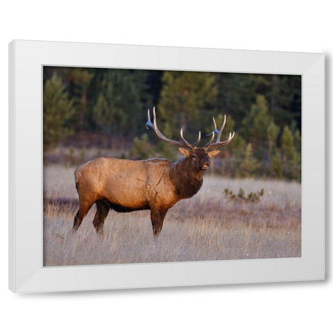 Bull Elk White Modern Wood Framed Art Print by McFerrin, Larry