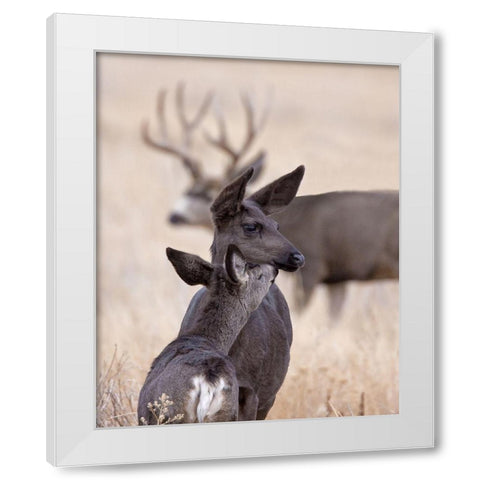 Dark Mule Deer Doe White Modern Wood Framed Art Print by McFerrin, Larry