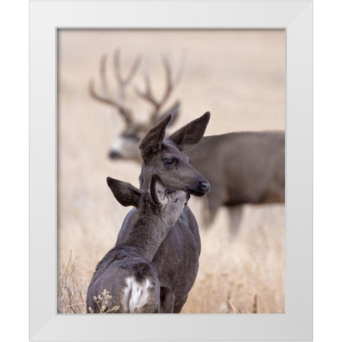 Dark Mule Deer Doe White Modern Wood Framed Art Print by McFerrin, Larry