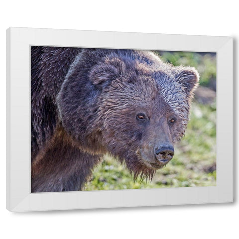 Grizzly Bear Boar White Modern Wood Framed Art Print by McFerrin, Larry