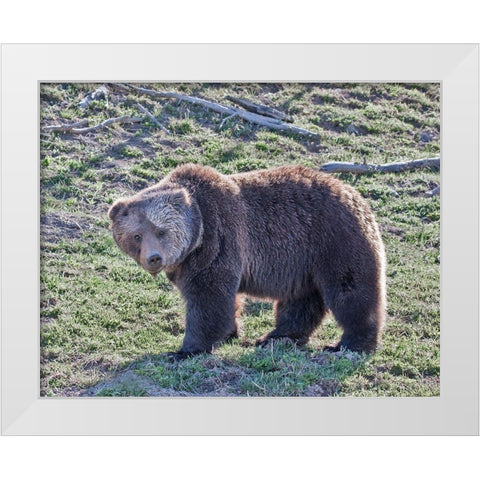 Grizzly Bear Boar II White Modern Wood Framed Art Print by McFerrin, Larry