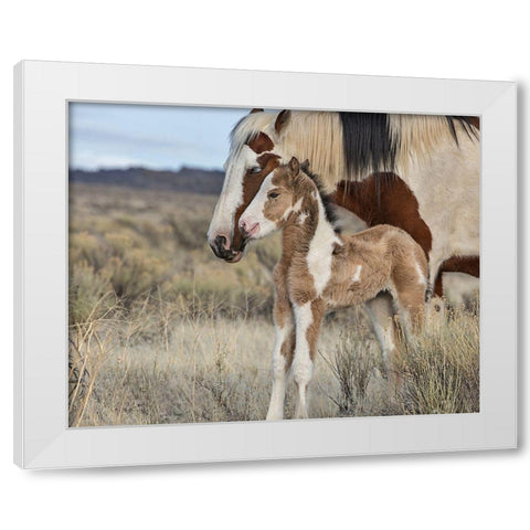 Lady Braveheart and Filly White Modern Wood Framed Art Print by McFerrin, Larry