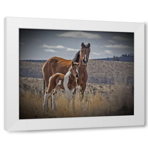Sequoyah Colt White Modern Wood Framed Art Print by McFerrin, Larry
