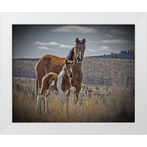 Sequoyah Colt White Modern Wood Framed Art Print by McFerrin, Larry