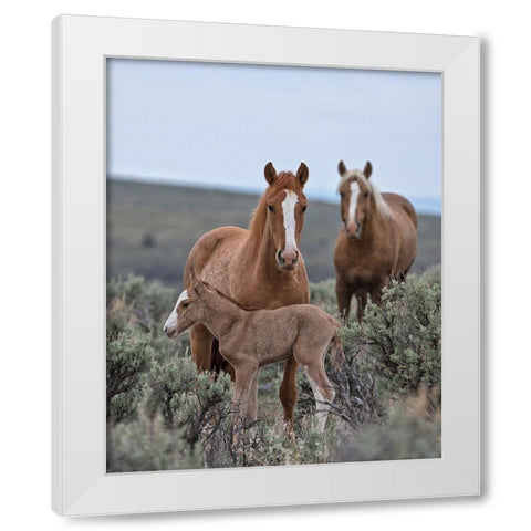 Golden Eagle, Spice and Her Foal White Modern Wood Framed Art Print by McFerrin, Larry