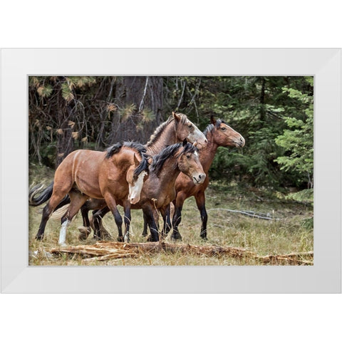 Dreamsickle, Scarbutt and Bachelors White Modern Wood Framed Art Print by McFerrin, Larry