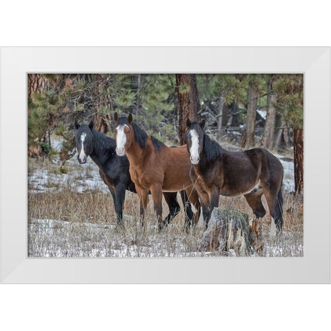 Ochoco Bachelors White Modern Wood Framed Art Print by McFerrin, Larry