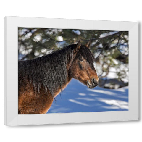 Johnny - Ochoco Stallion White Modern Wood Framed Art Print by McFerrin, Larry