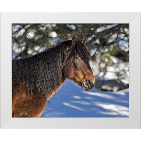 Johnny - Ochoco Stallion White Modern Wood Framed Art Print by McFerrin, Larry