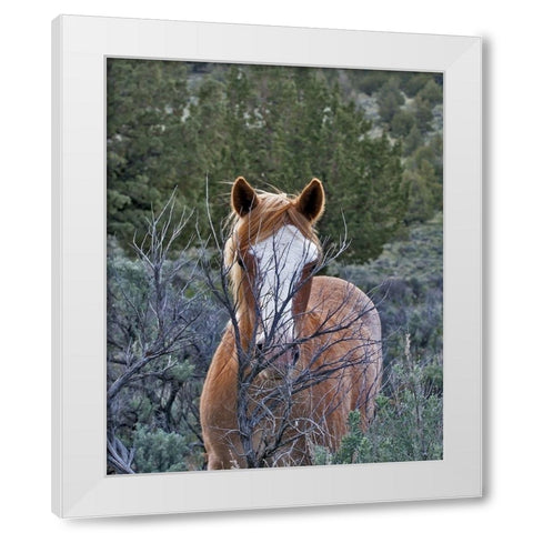Filly - Palomino Buttes White Modern Wood Framed Art Print by McFerrin, Larry