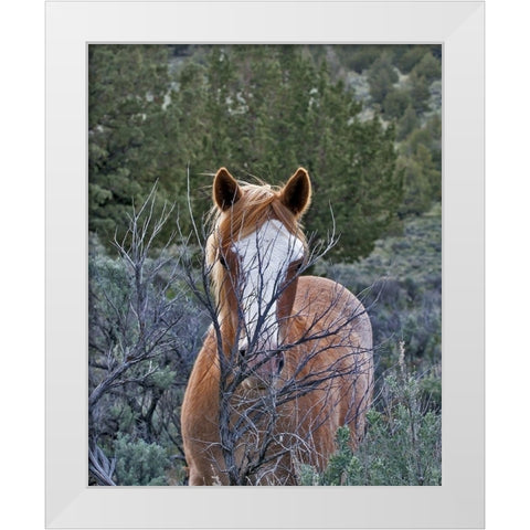 Filly - Palomino Buttes White Modern Wood Framed Art Print by McFerrin, Larry