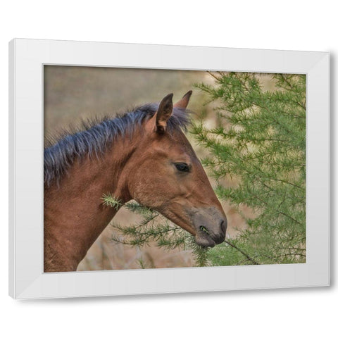 Ochoco Foal and Larch White Modern Wood Framed Art Print by McFerrin, Larry