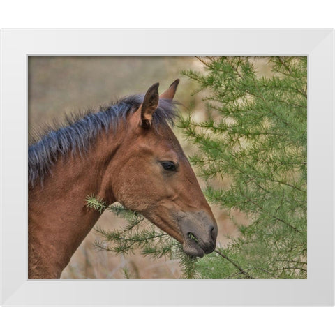 Ochoco Foal and Larch White Modern Wood Framed Art Print by McFerrin, Larry