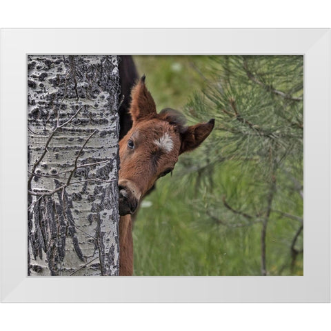 Ochoco Foal - Ochoco White Modern Wood Framed Art Print by McFerrin, Larry