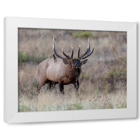 Dont Mess With Me White Modern Wood Framed Art Print by McFerrin, Larry