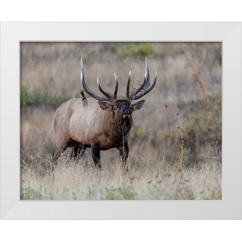 Dont Mess With Me White Modern Wood Framed Art Print by McFerrin, Larry