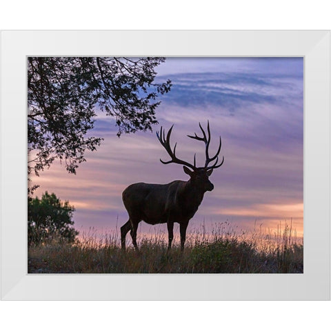 Sunrise Bull White Modern Wood Framed Art Print by McFerrin, Larry