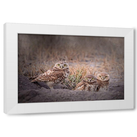 Burrowing Owl White Modern Wood Framed Art Print by McFerrin, Larry