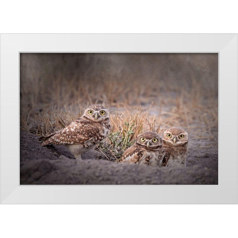 Burrowing Owl White Modern Wood Framed Art Print by McFerrin, Larry