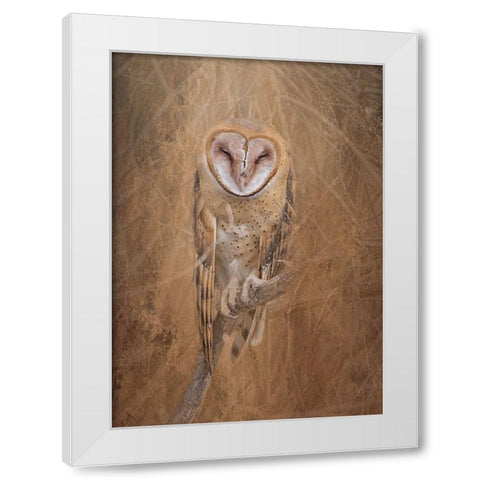 Barn Owl White Modern Wood Framed Art Print by McFerrin, Larry