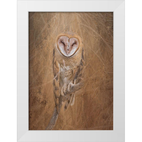 Barn Owl White Modern Wood Framed Art Print by McFerrin, Larry