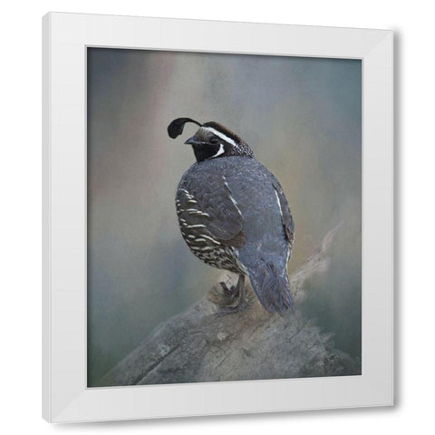 California Quail White Modern Wood Framed Art Print by McFerrin, Larry
