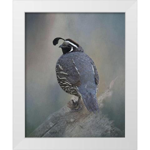 California Quail White Modern Wood Framed Art Print by McFerrin, Larry