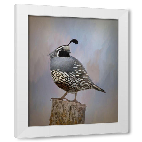 California Quail II White Modern Wood Framed Art Print by McFerrin, Larry