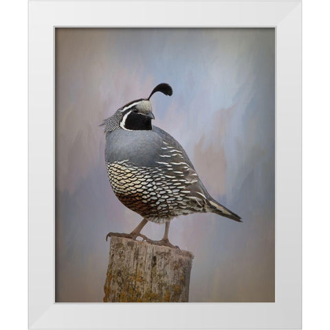 California Quail II White Modern Wood Framed Art Print by McFerrin, Larry