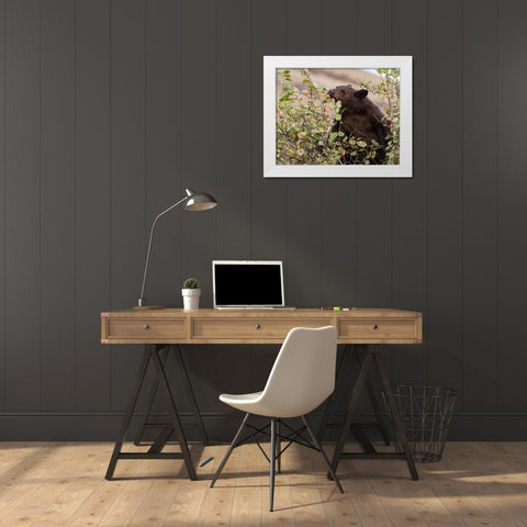Black Bear White Modern Wood Framed Art Print by McFerrin, Larry
