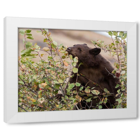 Black Bear White Modern Wood Framed Art Print by McFerrin, Larry
