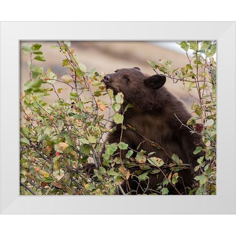 Black Bear White Modern Wood Framed Art Print by McFerrin, Larry