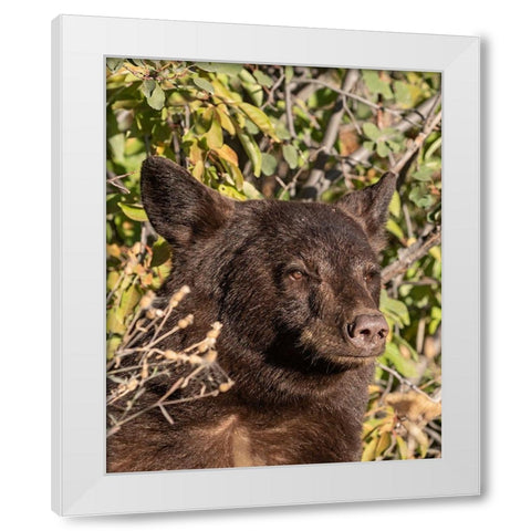 Black Bear II White Modern Wood Framed Art Print by McFerrin, Larry