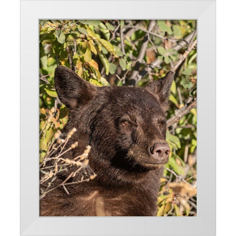Black Bear II White Modern Wood Framed Art Print by McFerrin, Larry