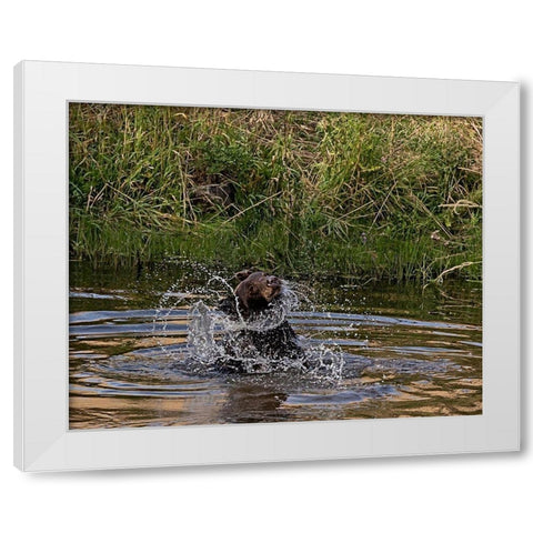 Black Bear Sow White Modern Wood Framed Art Print by McFerrin, Larry