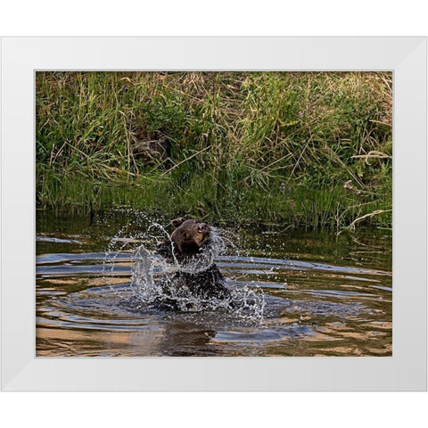 Black Bear Sow White Modern Wood Framed Art Print by McFerrin, Larry