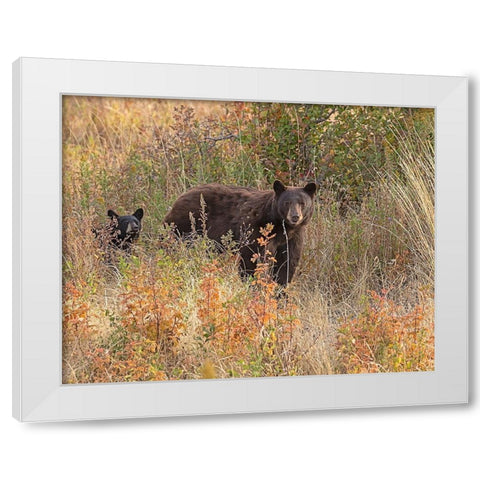 Black Bear Sow and Cub White Modern Wood Framed Art Print by McFerrin, Larry