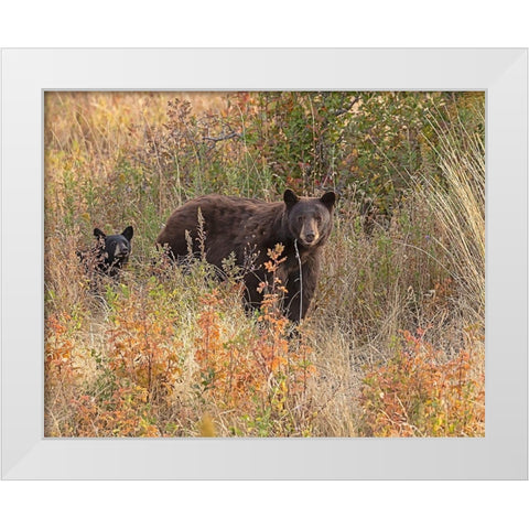 Black Bear Sow and Cub White Modern Wood Framed Art Print by McFerrin, Larry