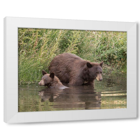Black Bear Sow and Cub II White Modern Wood Framed Art Print by McFerrin, Larry